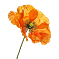 3D Rendering of a Yellow Poppy Flower Transparent Background png