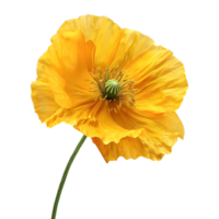 3D Rendering of a Yellow Poppy Flower Transparent Background png