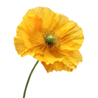 3d representación de un amarillo amapola flor transparente antecedentes png