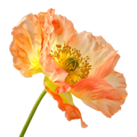 3d renderen van een geel papaver bloem transparant achtergrond png