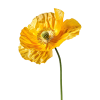 3d tolkning av en gul vallmo blomma transparent bakgrund png