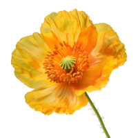 3d interpretazione di un' giallo papavero fiore trasparente sfondo png