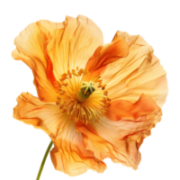 3d renderen van een geel papaver bloem transparant achtergrond png