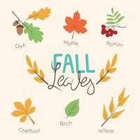 conjunto de vistoso otoño hojas y letras. aislado elementos. sencillo dibujos animados plano estilo. ilustración. acción de gracias y cosecha día. vector