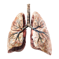 3d Renderização do uma humano pulmões órgão transparente fundo png