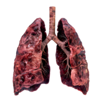 3D Rendering of a Human Lungs Organ Transparent Background png