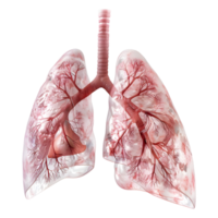 3d le rendu de une Humain poumons organe transparent Contexte png