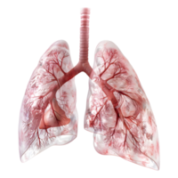 3D Rendering of a Human Lungs Organ Transparent Background png