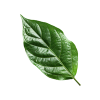 Crafting with Green Leaves png