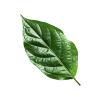 artisanat avec vert feuilles png