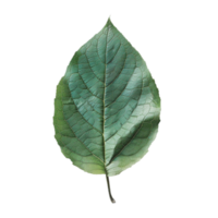 Care for Plants with Green Leaves png