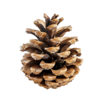 Pine Cone Craft png