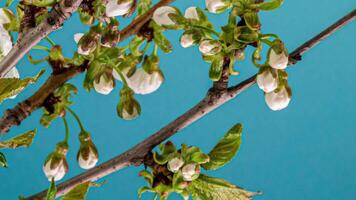 Zeitraffer von Frühling Blumen Öffnung. schön Frühling Apfelbaum blühen offen. Weiß Blumen blühen auf Blau Hintergrund. Makro Schuss. video