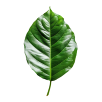 The Role of Green Leaves in Photosynthesis and Plant Health png