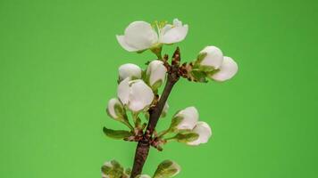 Zeitraffer von Frühling Blumen Öffnung. schön Frühling Apfelbaum blühen offen. Weiß Blumen blühen auf Grün Hintergrund. Makro Schuss. video