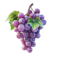 il scienza di viticoltura coltivando Perfetto uva png