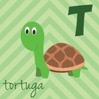 Cute cartoon zoo illustrated alphabet with funny animals. Spanish alphabet. T for Turtle in spanish. Learn to read. Isolated illustration. vector