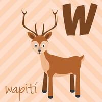 Cute cartoon zoo illustrated alphabet with funny animals. Spanish alphabet. W for Wapiti in spanish. Learn to read. Isolated illustration. vector