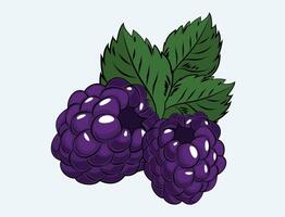 Blackberry sweet fruit illustration vector