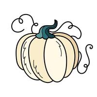 Cute white autumn pumpkin. Hand drawn illustration for Halloween and Thanksgiving decoration. vector