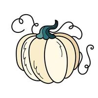 linda blanco otoño calabaza. mano dibujado ilustración para Víspera de Todos los Santos y acción de gracias decoración. vector