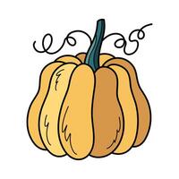 linda amarillo otoño calabaza. mano dibujado ilustración para Víspera de Todos los Santos y acción de gracias decoración. vector