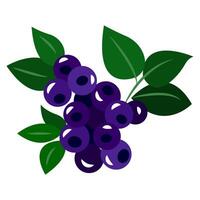 Twig of wild blue forest berries. Sweet fresh summer berry. Flat illustration of a plant. Simple icon, clipart, element, item. For logo, emblem, label, infographic, encyclopedia, book, sticker vector