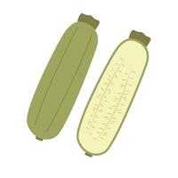 Zucchini vegetable whole and half sliced. Fresh vegetable. illustration vector