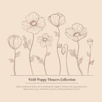 Hand drawn poppy flowers set. Poppies plant flower line art. Papaver rhoeas, Common poppy plant vector