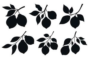 Lemon branches silhouettes set isolated on white background. Lemon fruits on branches silhouettes vector