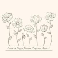 Hand drawn poppy flowers set. Poppies plant flower line art. Papaver rhoeas, Common poppy plant vector