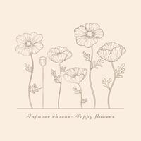 Hand drawn poppy flowers set. Vintage Poppies plant flower line art. Papaver rhoeas, Common poppy plant vector