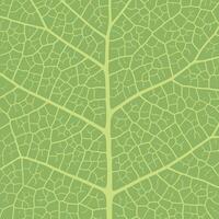 Leaf vein texture abstract background with close up plant leaf cells ornament texture pattern. vector