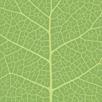 Leaf vein texture abstract background with close up plant leaf cells ornament texture pattern.