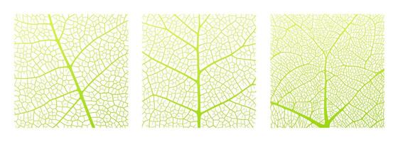 Leaf vein texture abstract background with close up plant leaf cells ornament texture pattern. vector