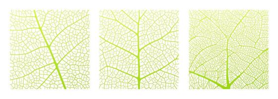 Leaf vein texture abstract background with close up plant leaf cells ornament texture pattern. vector