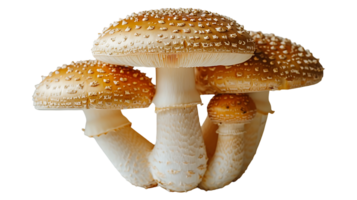 Frais brut savoureux champignon sur une transparent Contexte png