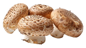 Fresh raw tasty mushroom on a transparent background png