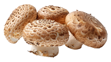 frisch roh lecker Pilz auf ein transparent Hintergrund png