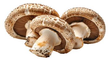 frisch roh lecker Pilz auf ein transparent Hintergrund png