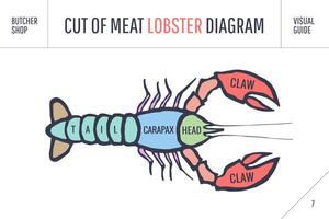 cortar de carne colocar. póster Carnicero diagrama y esquema - langosta vector