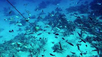 een groot school- van vis zwemmen lukraak langs de zeebedding 4k achtergrond video