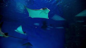 adelaar straal pijlstaartroggen zwemmen in zout water aquarium 4k achtergrond video