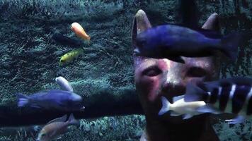 egyptisk katt på de hav golv omgiven förbi fisk 4k bakgrund video