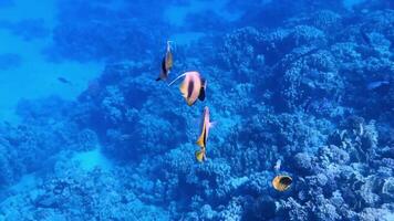 une groupe de corail poisson nager dans une corail récif 4k Contexte video