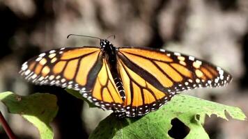 Monarch Schmetterling nimmt Flug 4k Hintergrund video