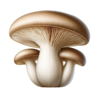 kung ostron svamp pleurotus eryngii png