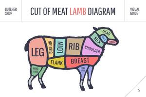 cortar de carne de vaca colocar. póster Carnicero diagrama y esquema - Cordero vector