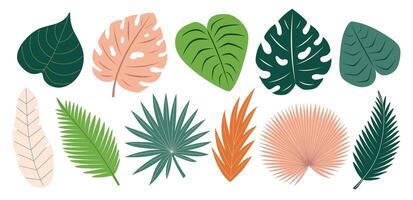 Tropical leaves set. Monstera, banana tree, palm leaves. Abstract exotic elements. Flat illustration isolated on white background vector