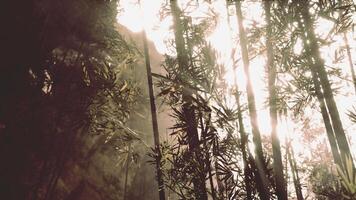 bambu skog som visar av dess grönska video